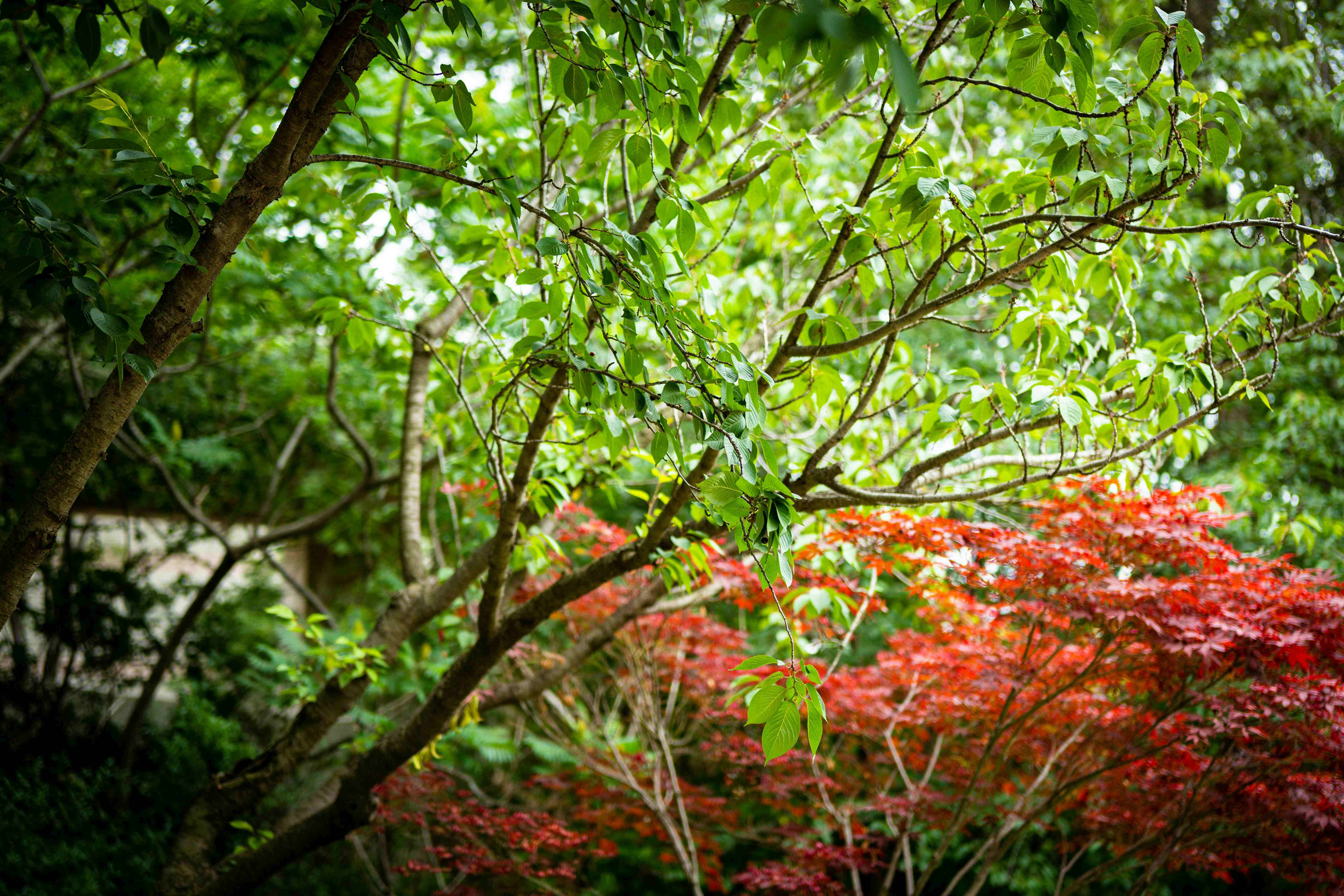 Lush green tree canopy alongside a deep red Japanese maple in a garden scene